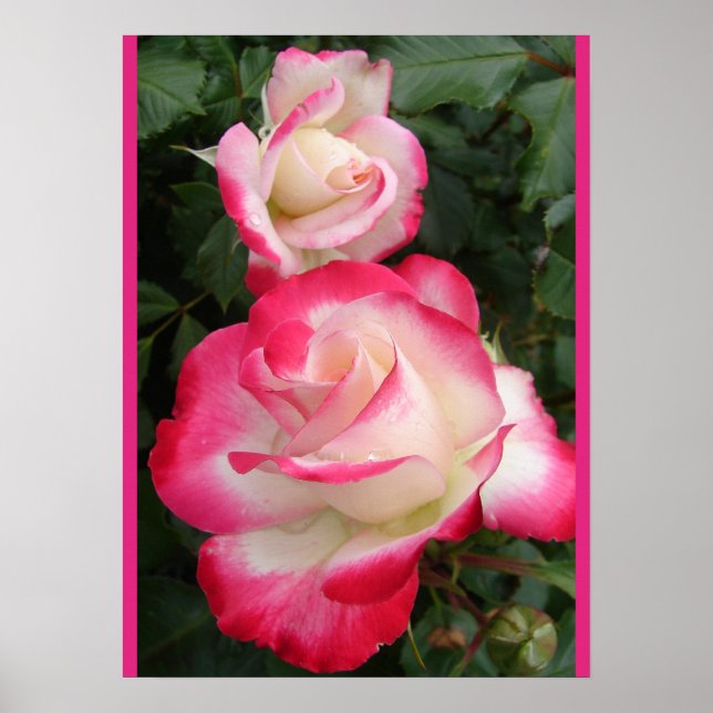 Póster de jardín floral de flores de Rosa Roja (Frente)