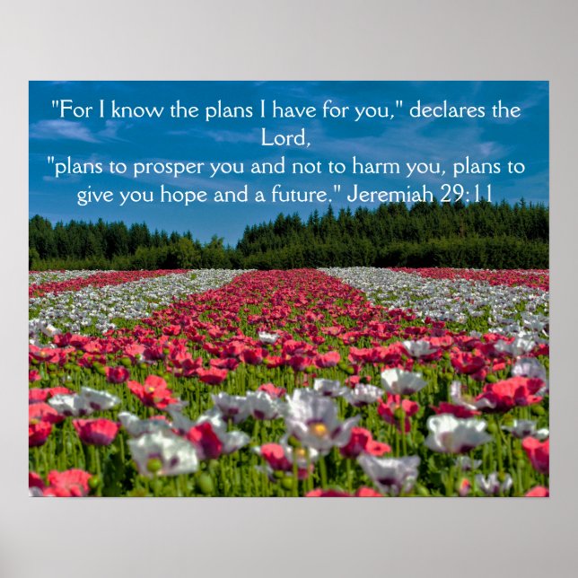 Póster de la Biblia con Foto de Campo de Amapolas  (Frente)