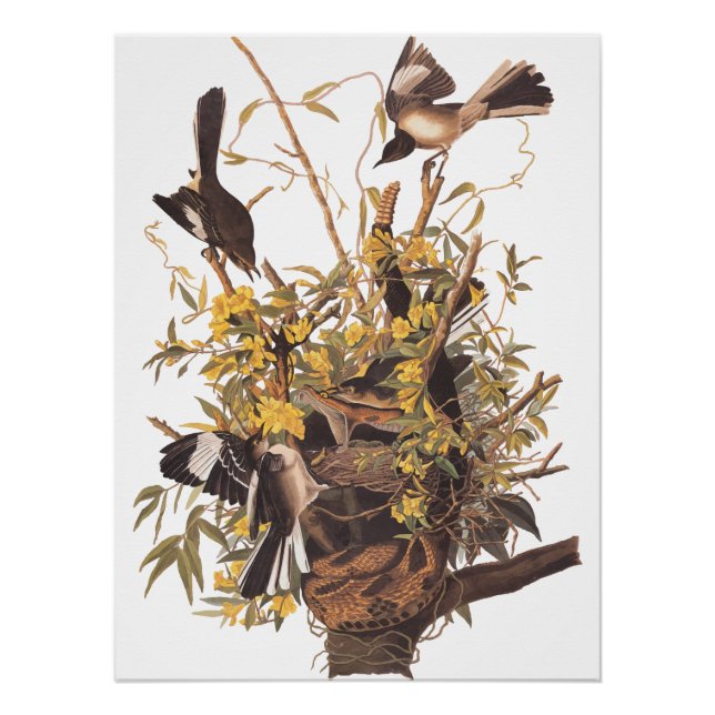 Poster de la familia Mockingbird de Audubon (Anverso)