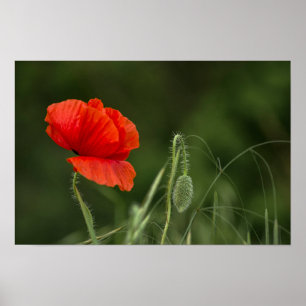 Póster de la flor de amapola - Gracia solitaria