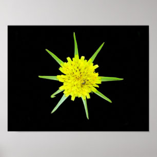 Póster de la flor silvestre Barba de cabra menor