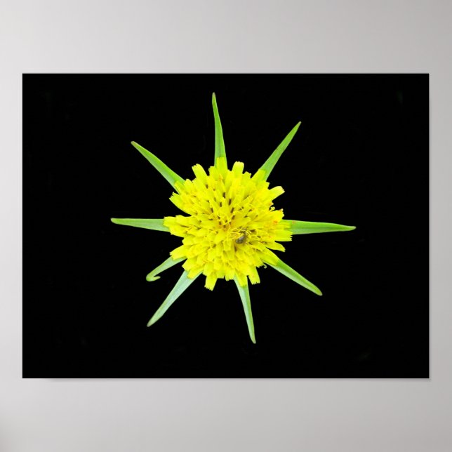 Póster de la flor silvestre Barba de cabra menor (Frente)