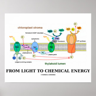 Póster De la luz a la energía química (fotosíntesis)