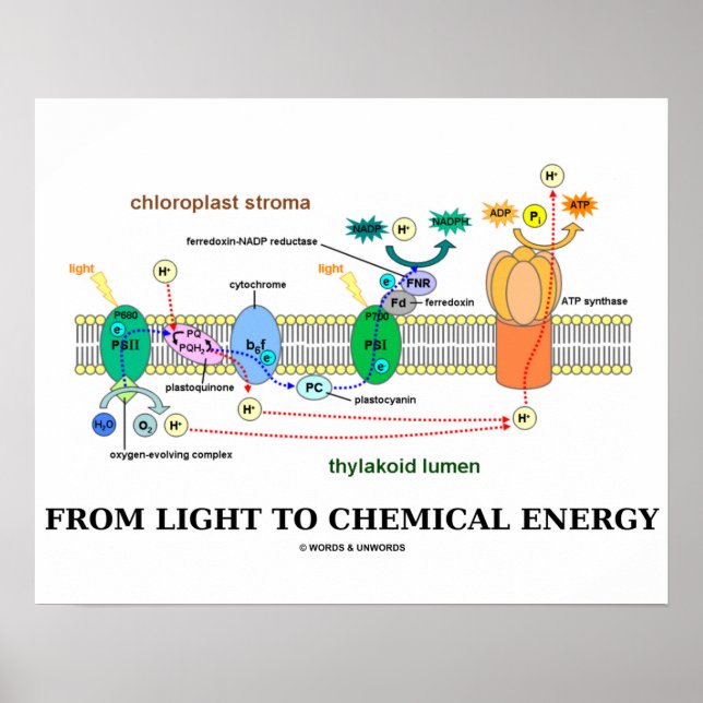 Póster De la luz a la energía química (fotosíntesis) (Frente)