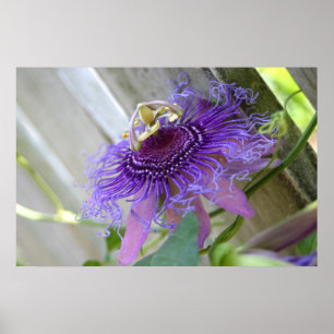 Póster De la pasión púrpura de la flor del flor cierre