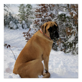 Poster de la pose de nieve de Mastiff en inglés