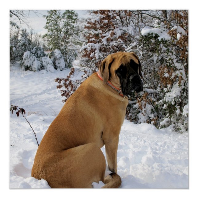 Poster de la pose de nieve de Mastiff en inglés (Anverso)