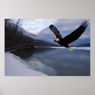Póster de la Reserva de Águilas Chilkat