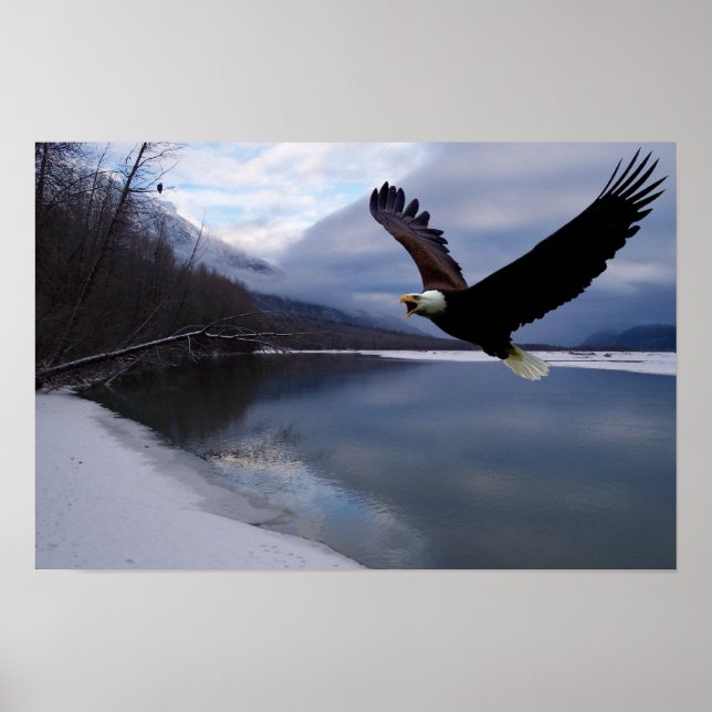 Póster de la Reserva de Águilas Chilkat (Frente)