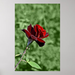 Póster de la Rosa Roja