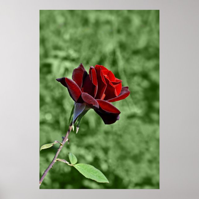 Póster de la Rosa Roja (Frente)