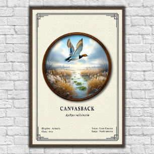 Póster de la serie de zoología Canvasback
