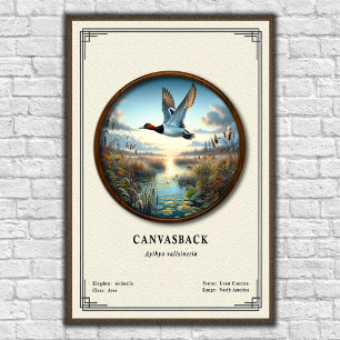 Póster de la serie de zoología Canvasback