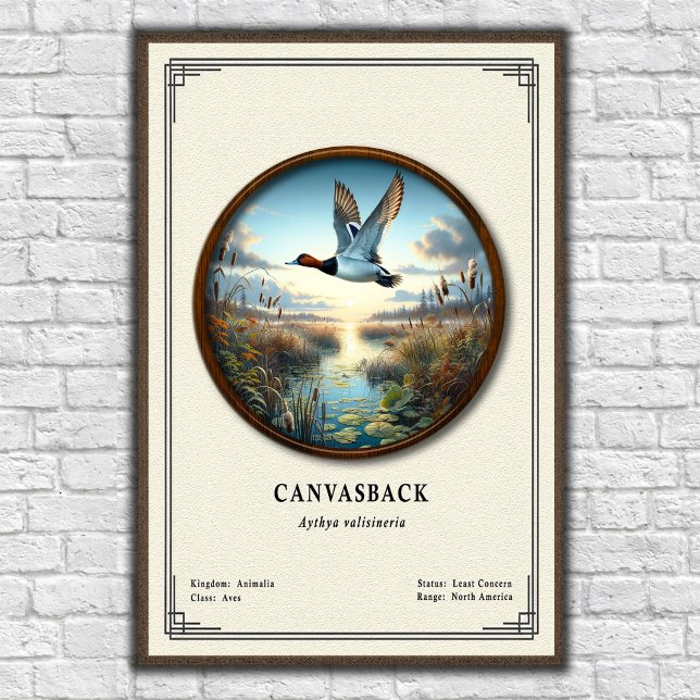 Póster de la serie de zoología Canvasback (Subido por el creador)