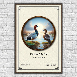 Póster de la serie de zoología Canvasback
