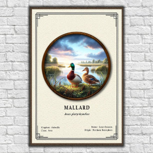 Póster de la serie de zoología de Mallard