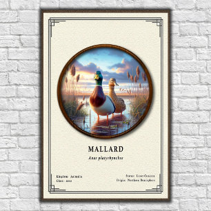 Póster de la serie de zoología de Mallard