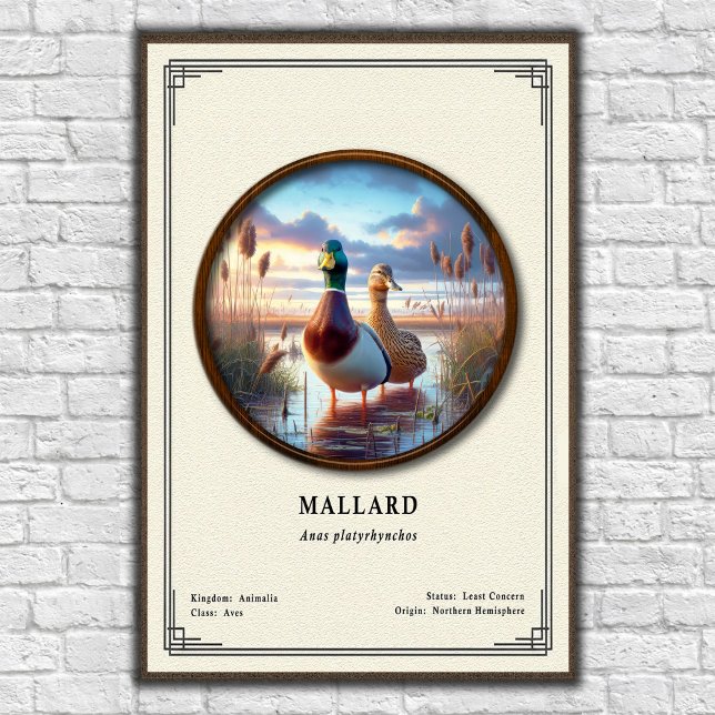 Póster de la serie de zoología de Mallard (Subido por el creador)