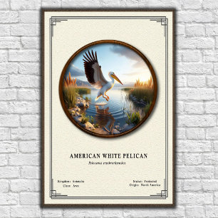 Póster de la serie de zoología del pelícano blanco
