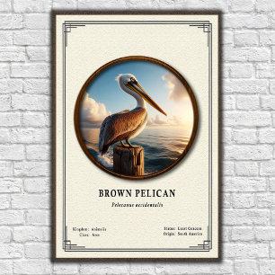 Póster de la serie de zoología del pelícano pardo