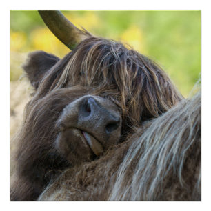 Poster de la vaca marrón de Highland