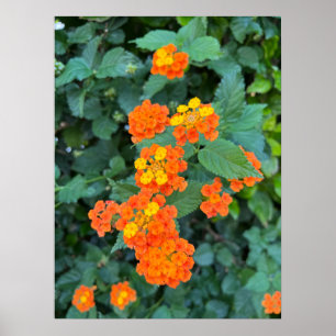 Póster de Lantana