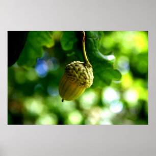 Póster De las pequeñas bellotas crezca los robles