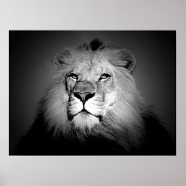 Póster de león en blanco y negro