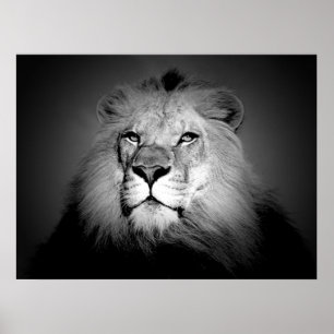 Póster de león en blanco y negro