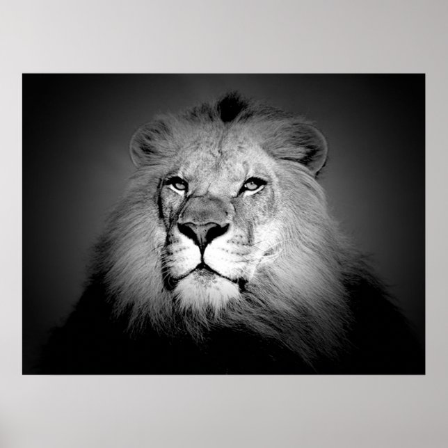 Póster de león en blanco y negro (Frente)