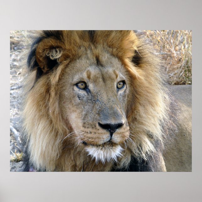 Póster de León Macho (Frente)