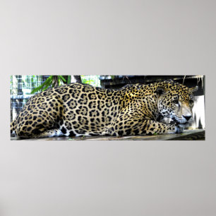 Póster de leopardo 36x12 o tamaño inferior únicame