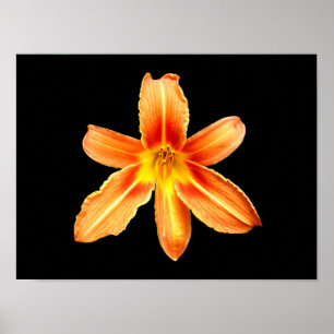 Póster de Lilium Tiger Orange