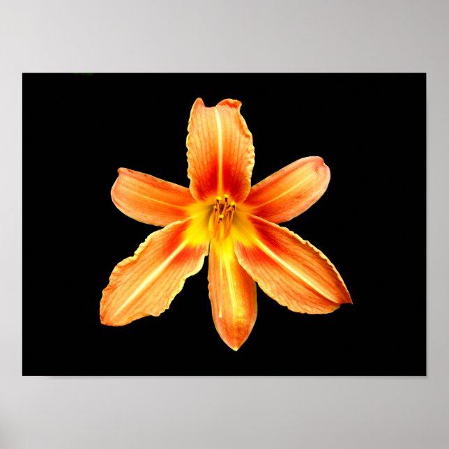 Póster de Lilium Tiger Orange (Frente)