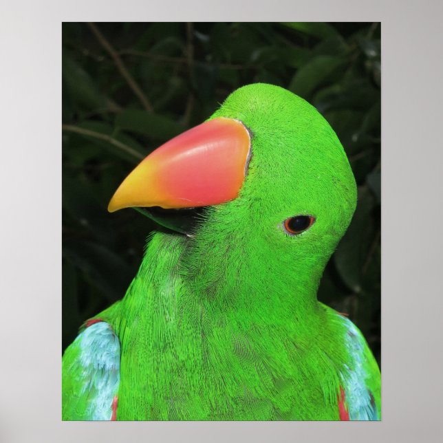 Póster de Loro Bonito (Frente)