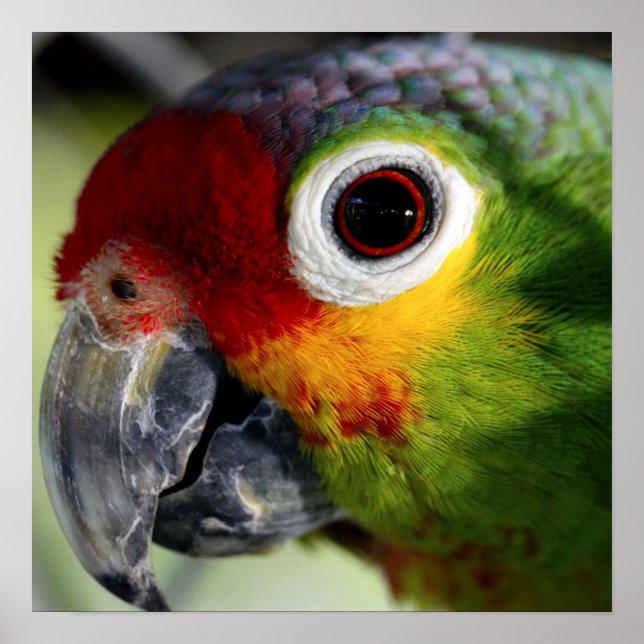 Póster de loro colorido (Frente)