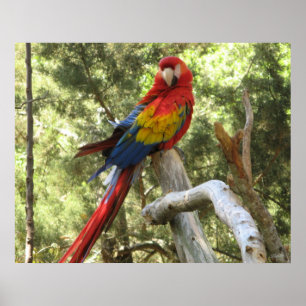 Póster de loro guacamayo