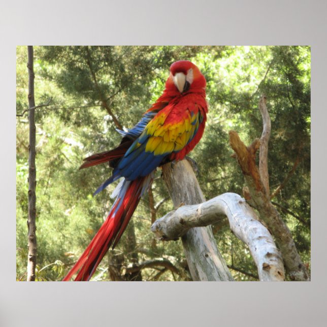 Póster de loro guacamayo (Frente)