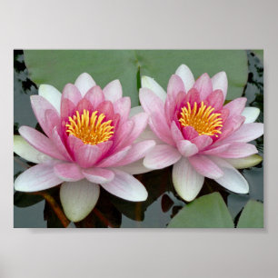 Póster de Loto Nenúfar Flotante Rosa