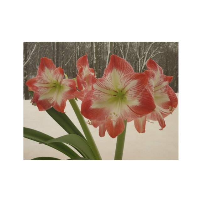 Póster De Madera Amaryllis en floral de invierno en la nieve roja f (Anverso)