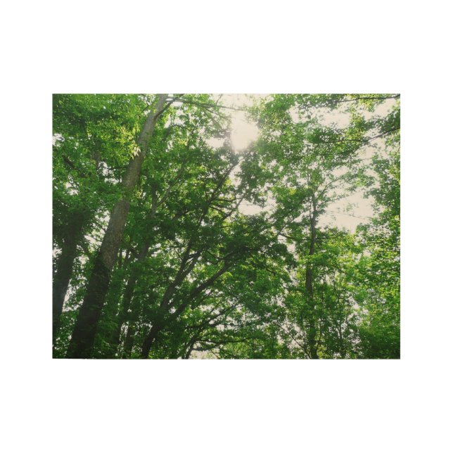 Póster De Madera Buscando árboles de verano (Anverso)