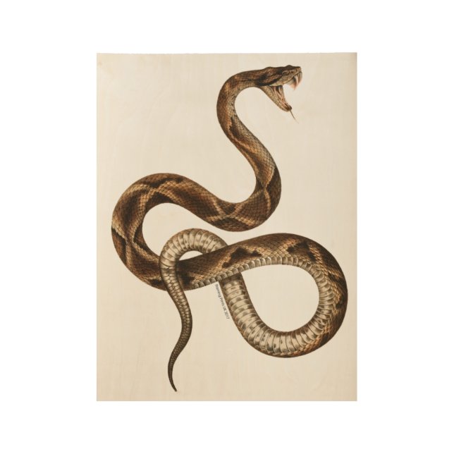 Póster De Madera Colmillos del ilustracion de la serpiente del (Anverso)