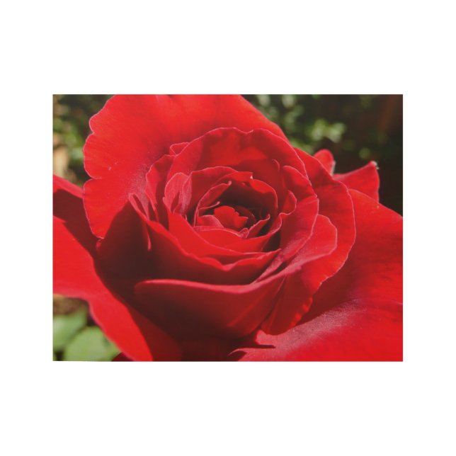 Póster De Madera Flor rosa roja brillante hermosa flor (Anverso)