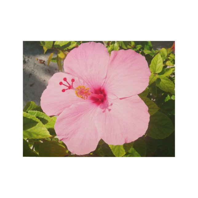 Póster De Madera Flor tropical Hibiscus rosa (Anverso)