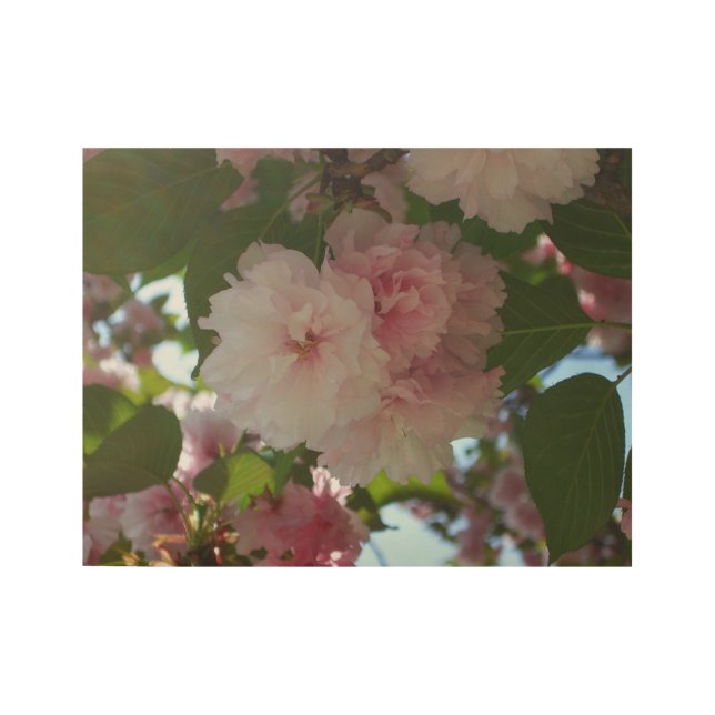 Póster De Madera Floral de primavera del árbol de cerezo doble flor (Anverso)