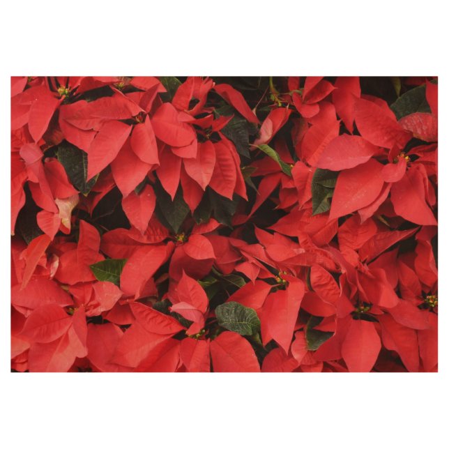 Póster De Madera Floral navideña de Navidades de la Poinsettias Roj (Anverso)