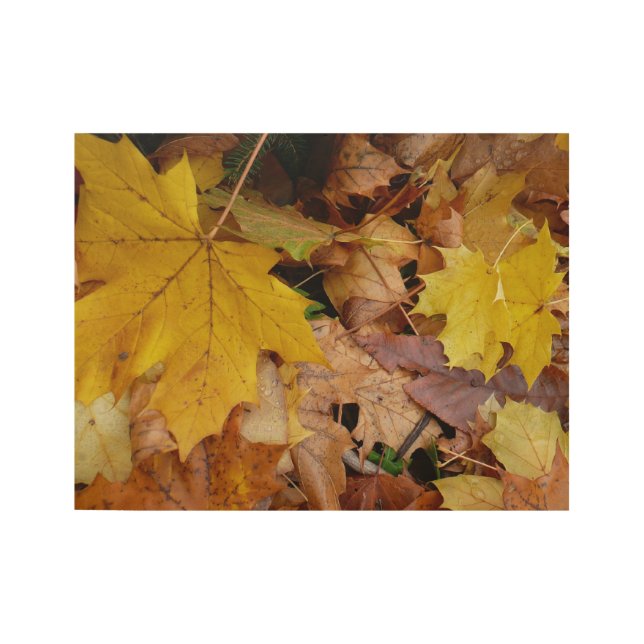 Póster De Madera Maple caído deja naturaleza otoño amarilla (Anverso)