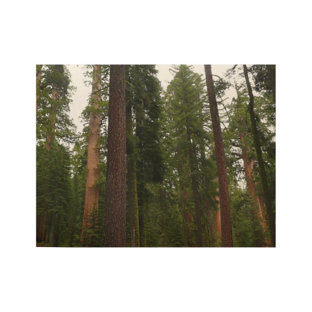 Póster De Madera Mariposa Grove en el Parque Nacional Yosemite (Anverso)