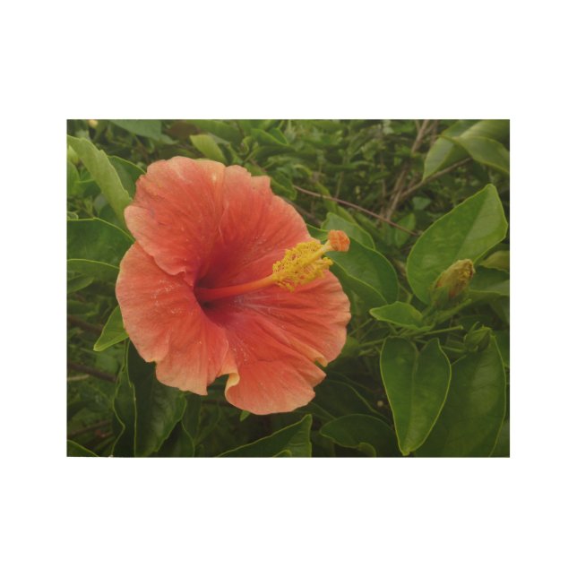 Póster De Madera Naranja Hibiscus Flower Tropical Floral (Anverso)