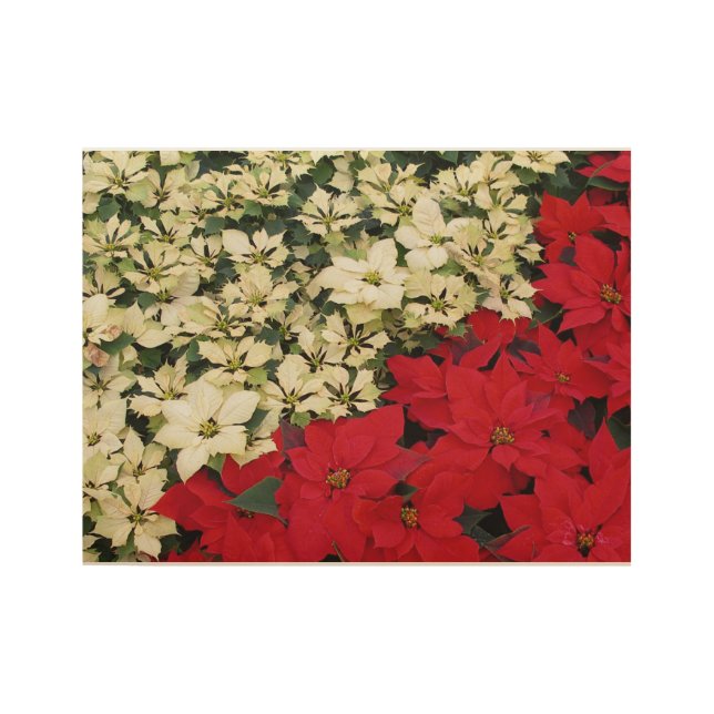 Póster De Madera Poinsettias blancas y rojas con flores (Anverso)